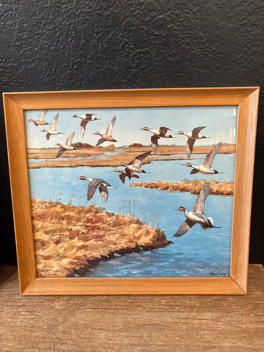 Framed Duck Print | Signed