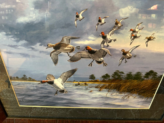 Framed Duck Print By David A. Maass