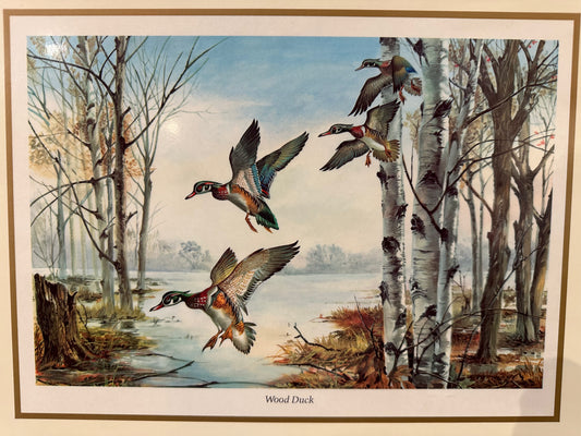 Vintage Wood Duck Picture