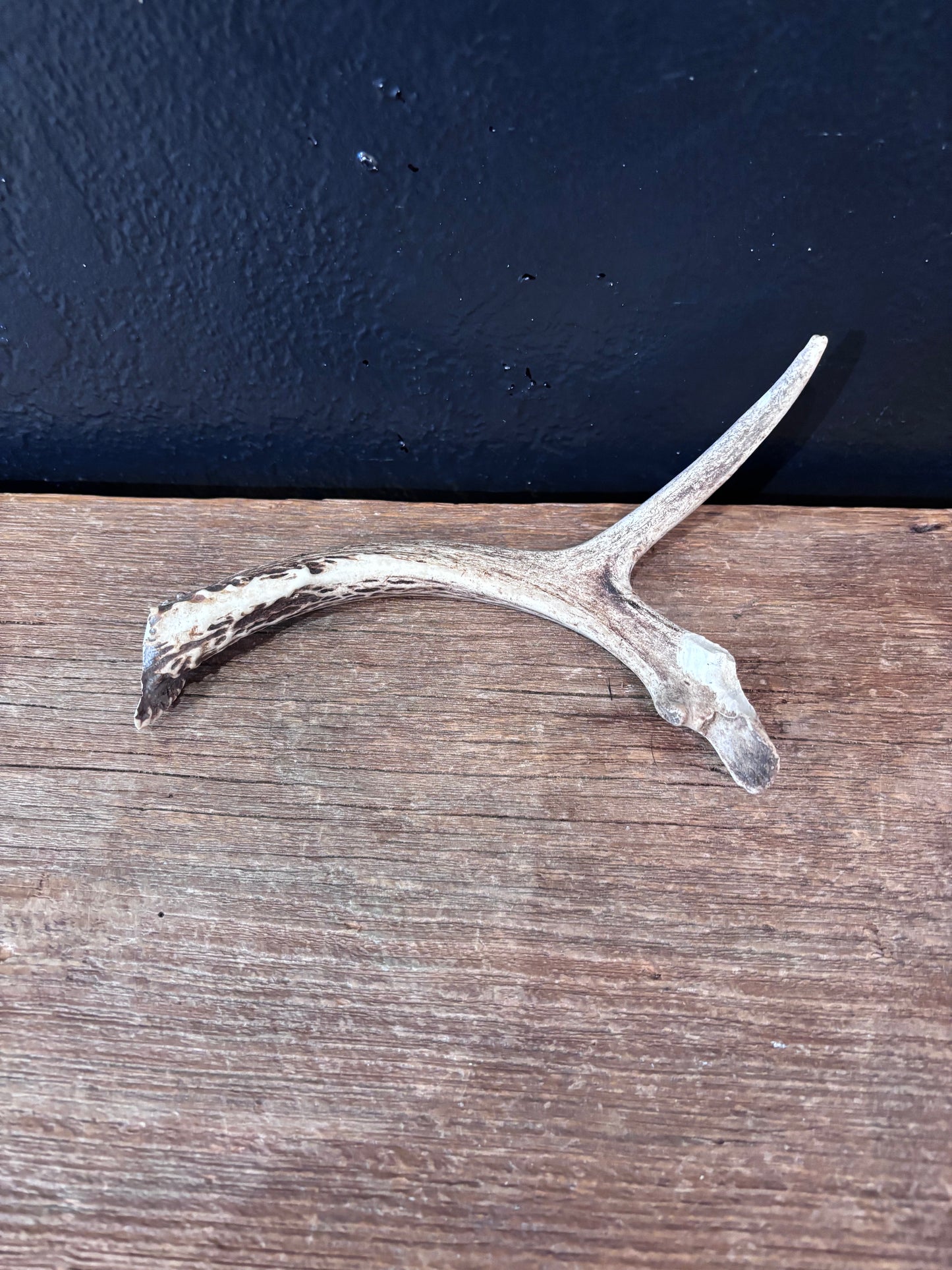 Deer Antler