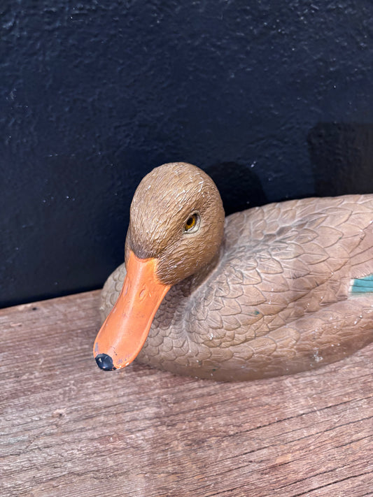 Mallard Duck Hen