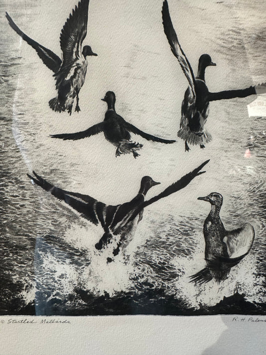 Etching Of Ducks Art