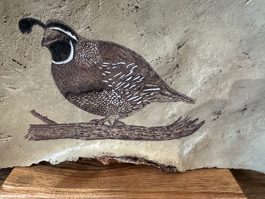 Hand Painted California Quail Artwork