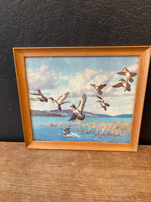 Framed Duck Print | Signed