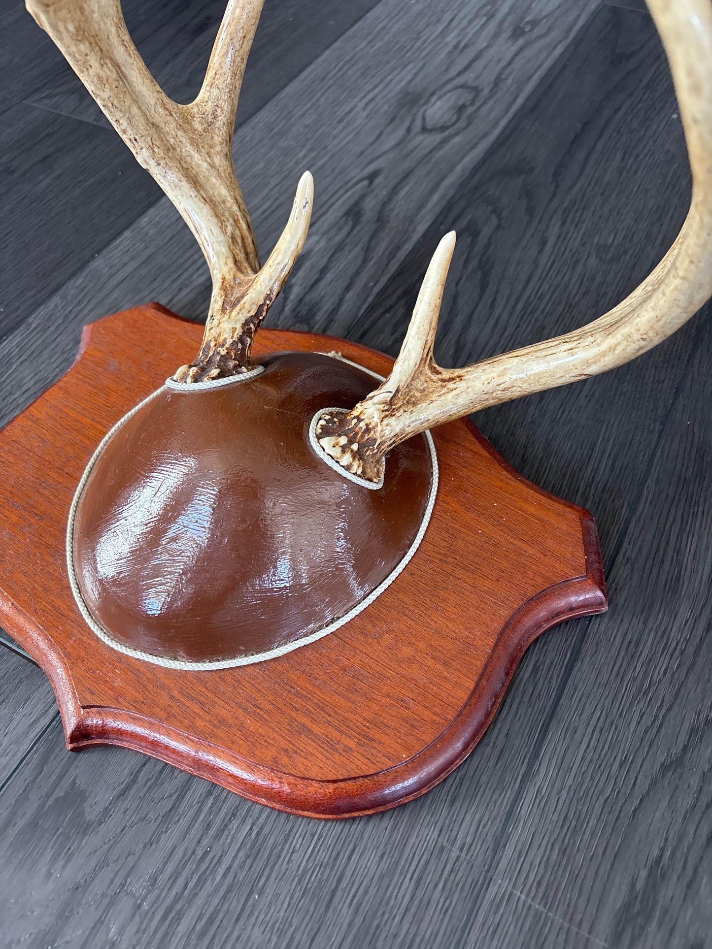 Vintage Mounted Whitetail Deer Antlers