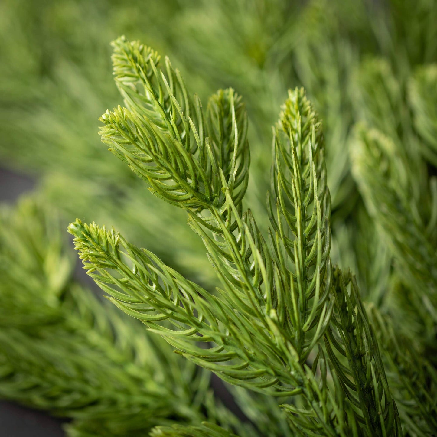 Pine Pick