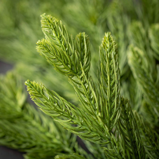 Pine Pick
