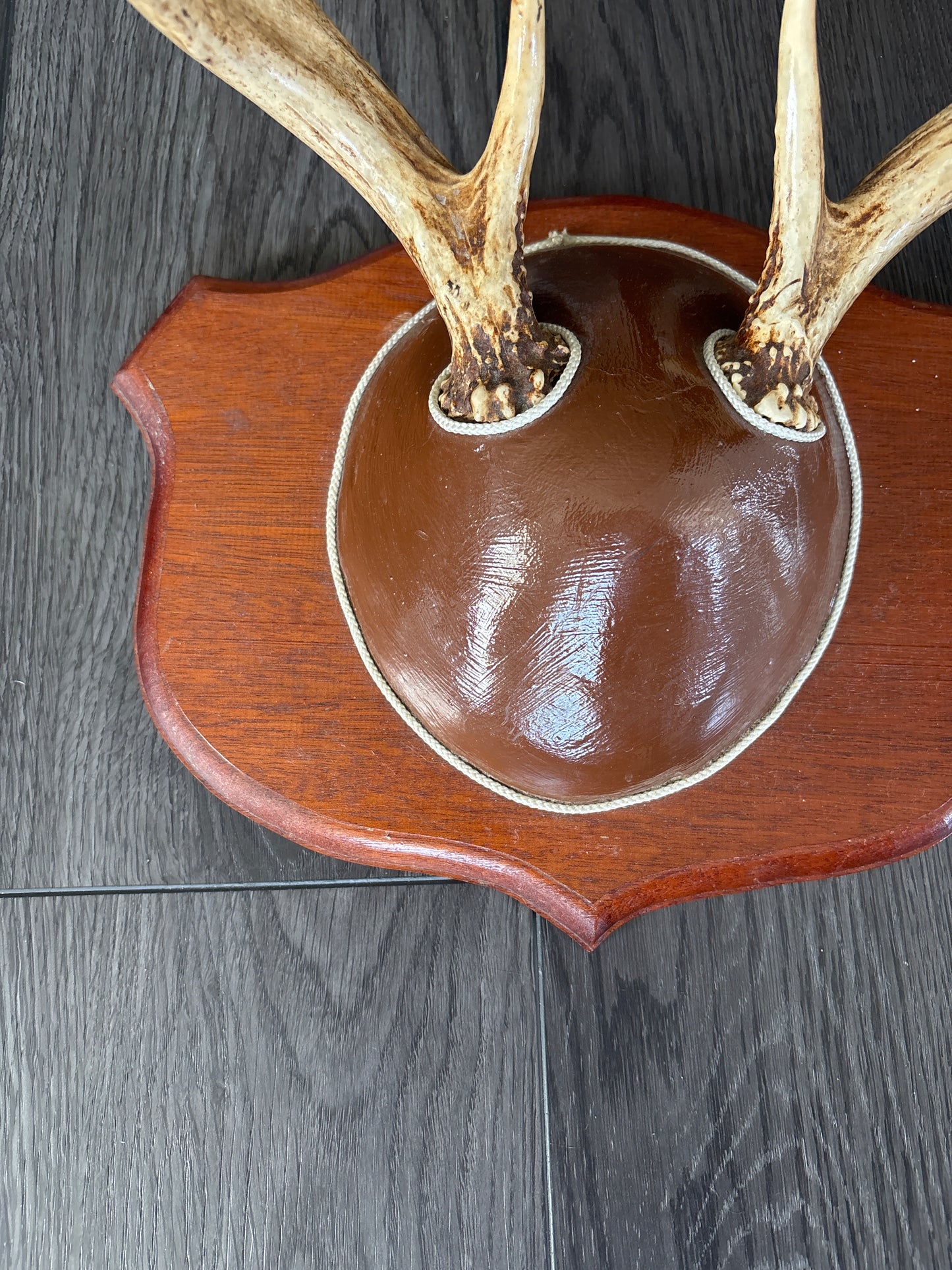 Vintage Mounted Whitetail Deer Antlers