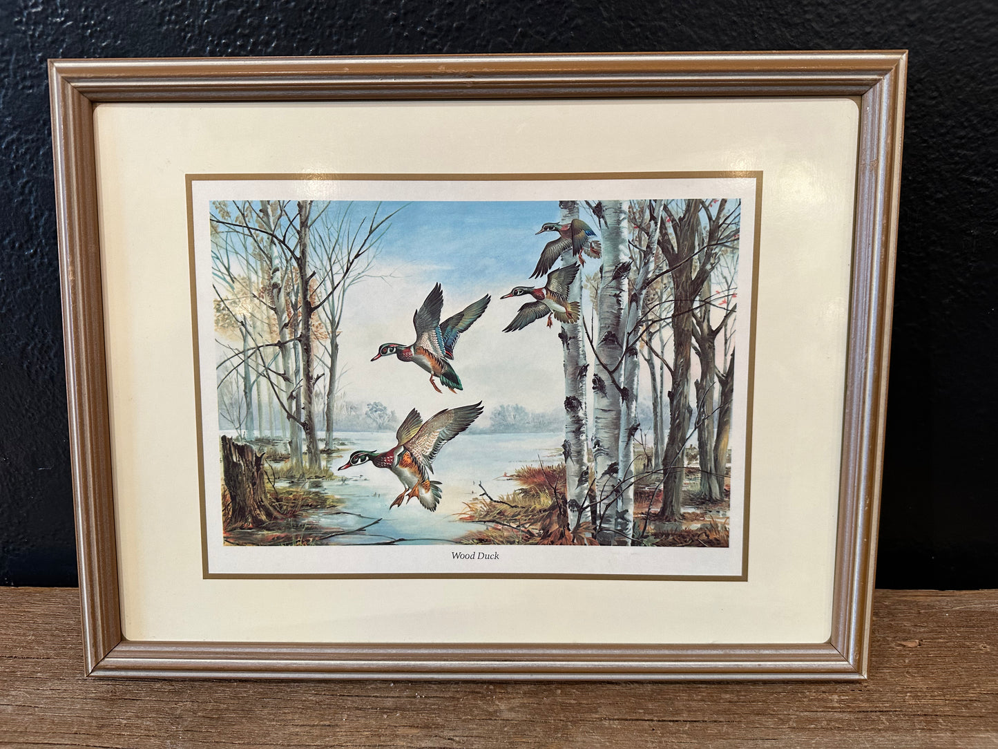 Vintage Wood Duck Picture