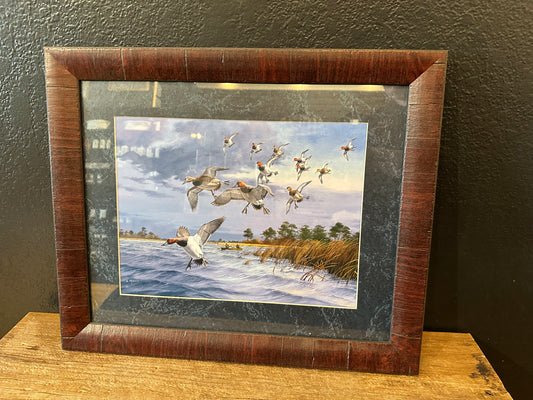 Framed Duck Print By David A. Maass