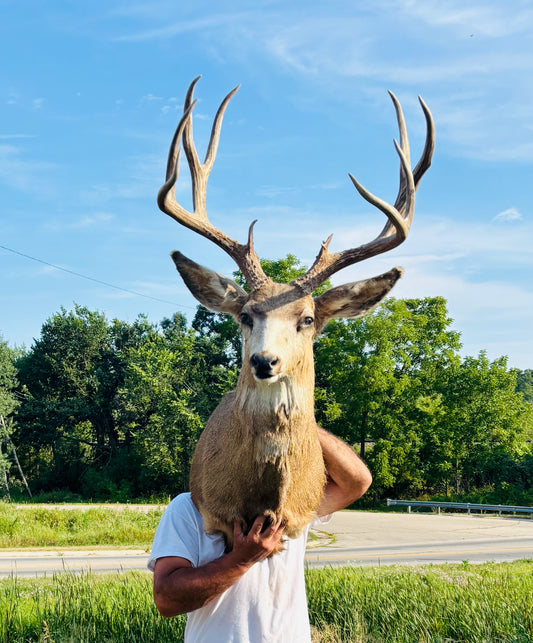 Mule Deer Taxidermy Mount