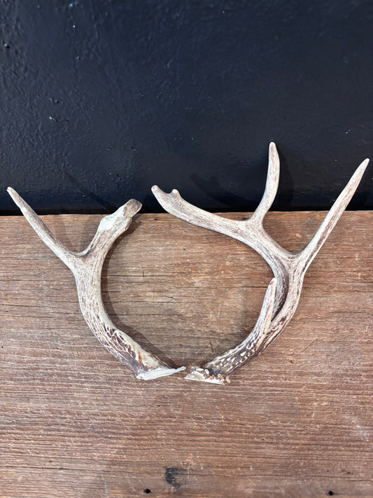 Deer Antler