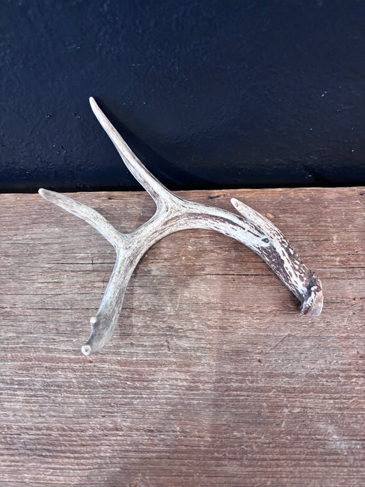 Deer Antler
