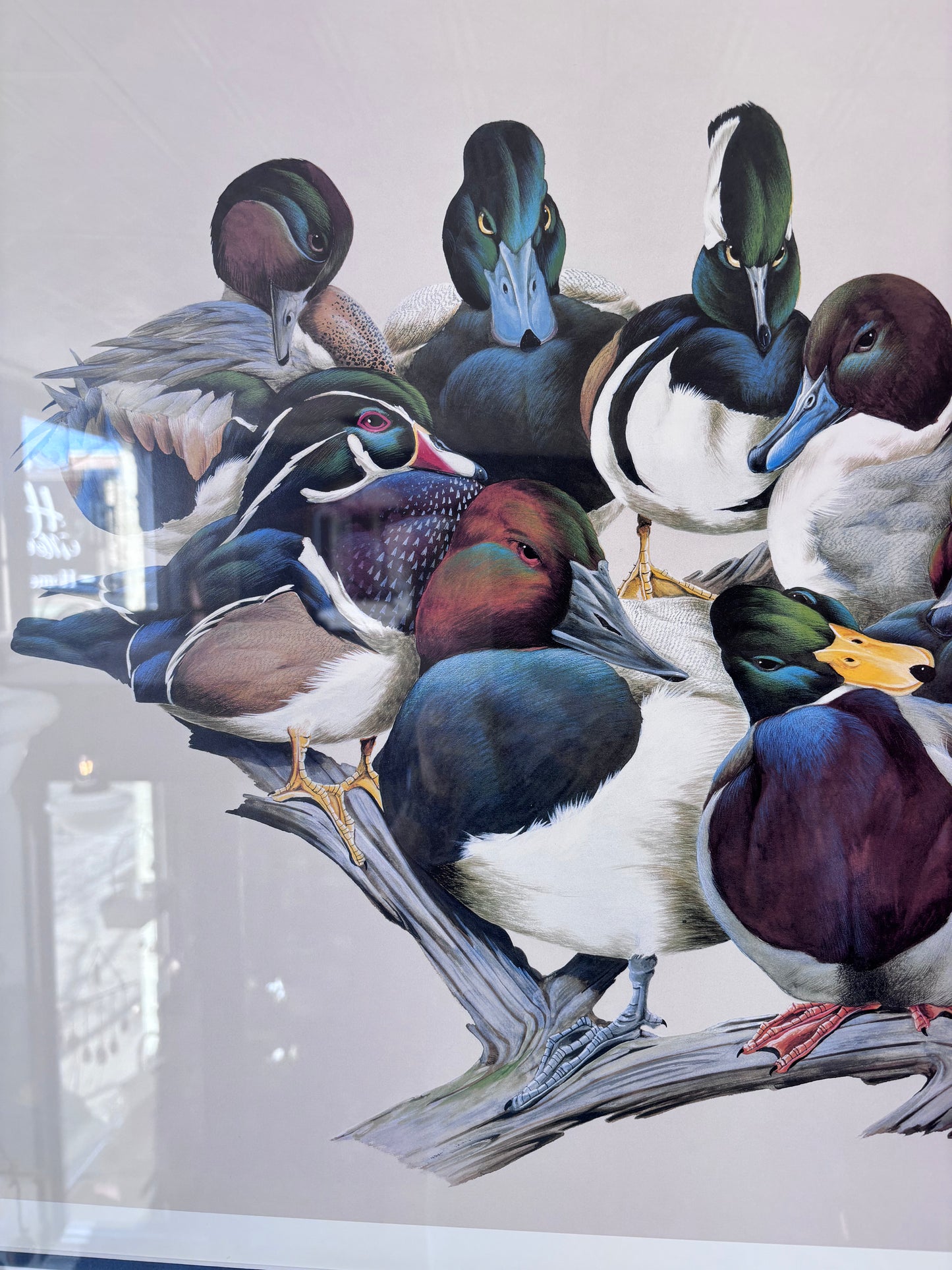“The Reunion” Duck Print