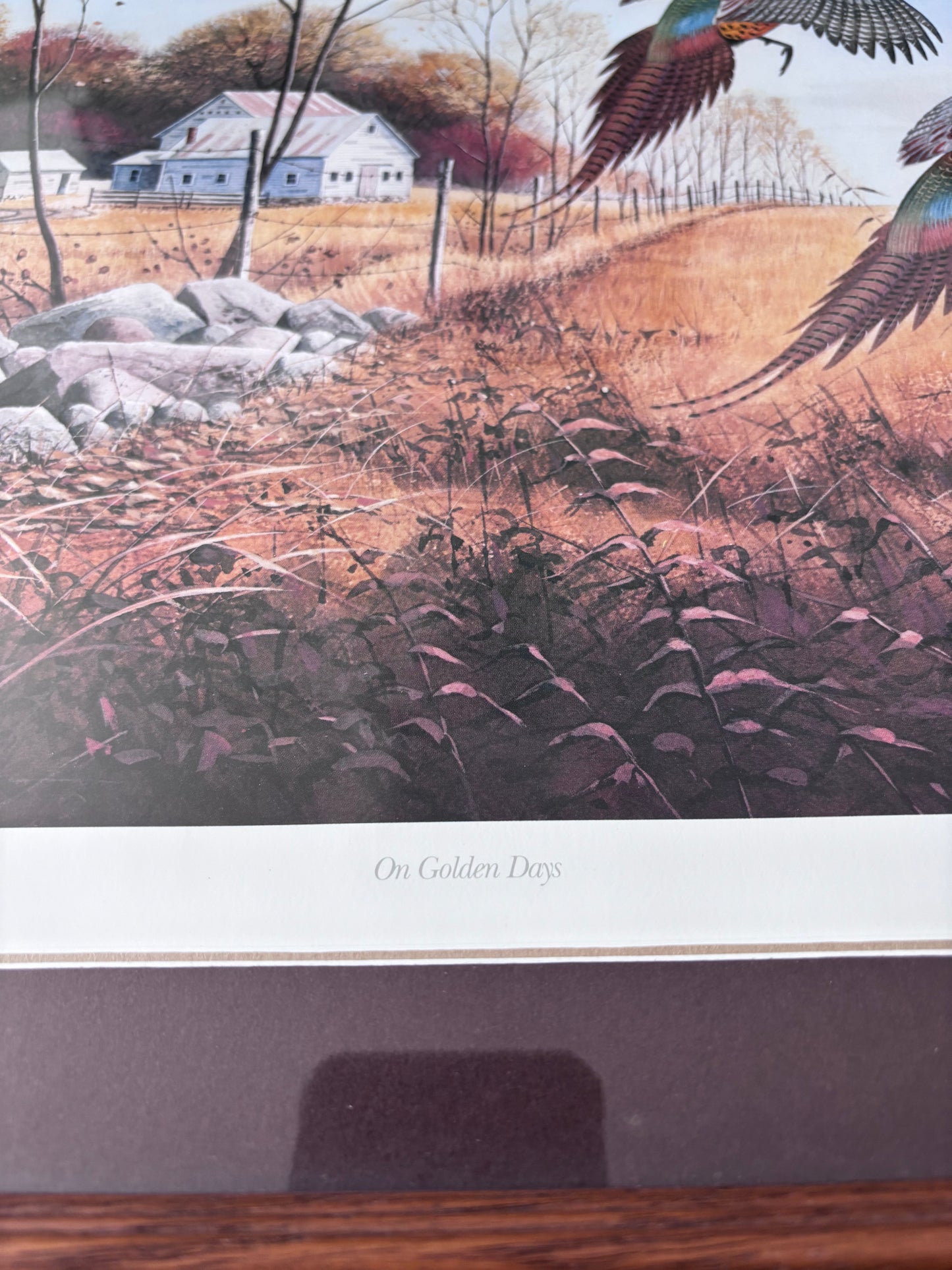 “On Golden Days” Framed Pheasant Print