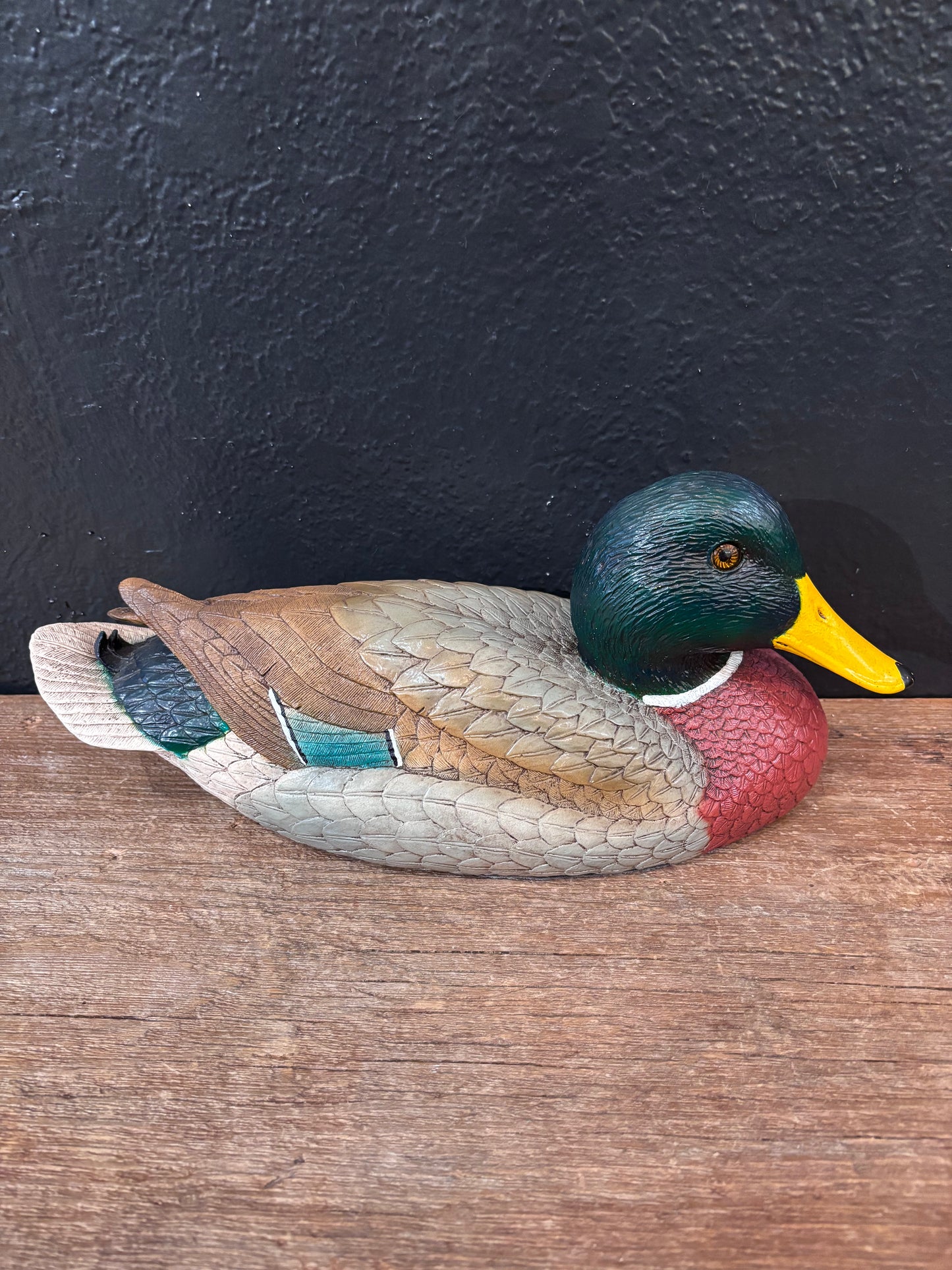 Mallard Duck