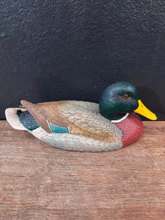 Mallard Duck