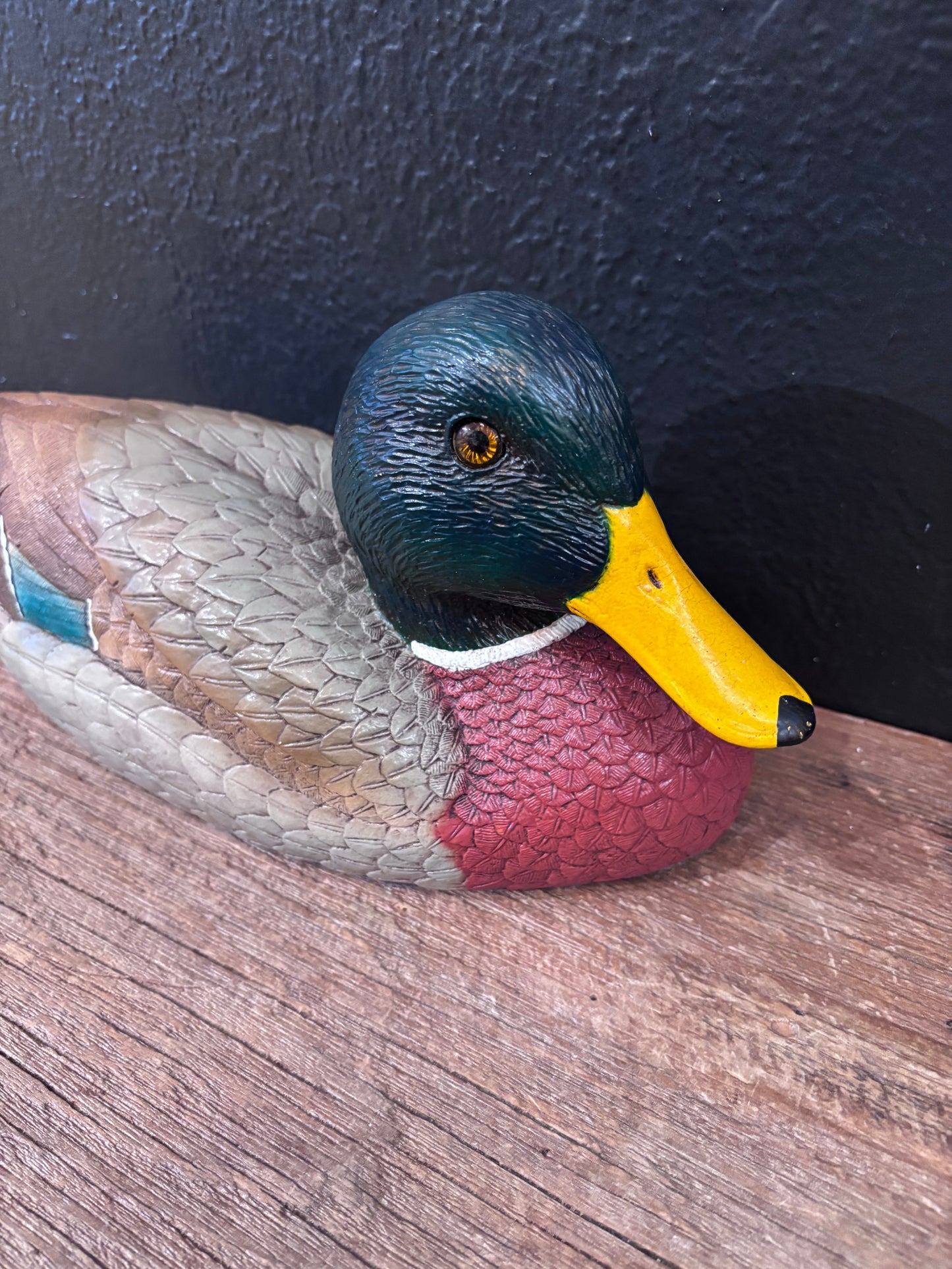 Mallard Duck