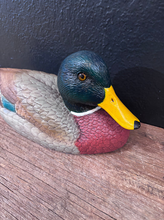 Mallard Duck
