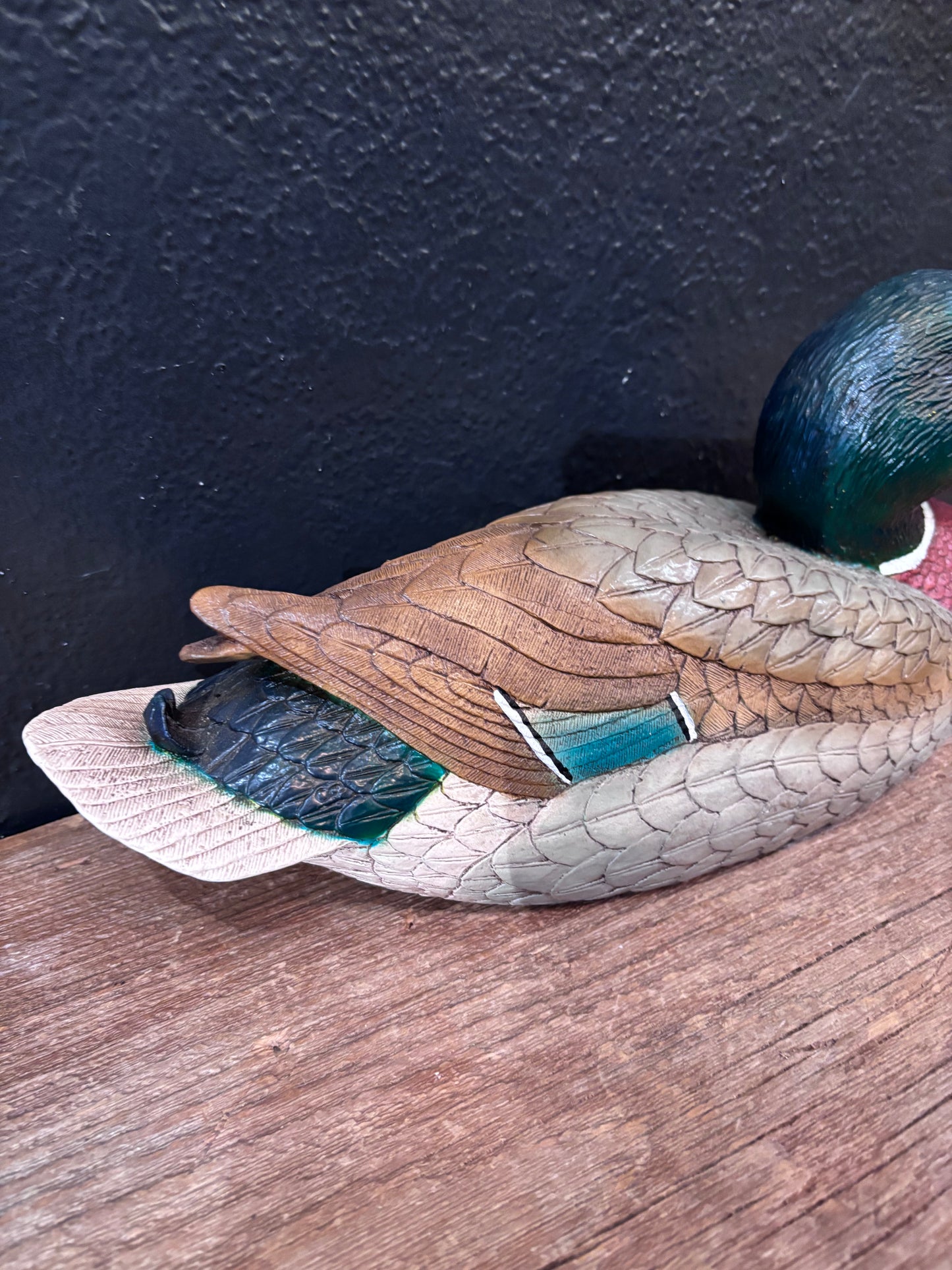 Mallard Duck