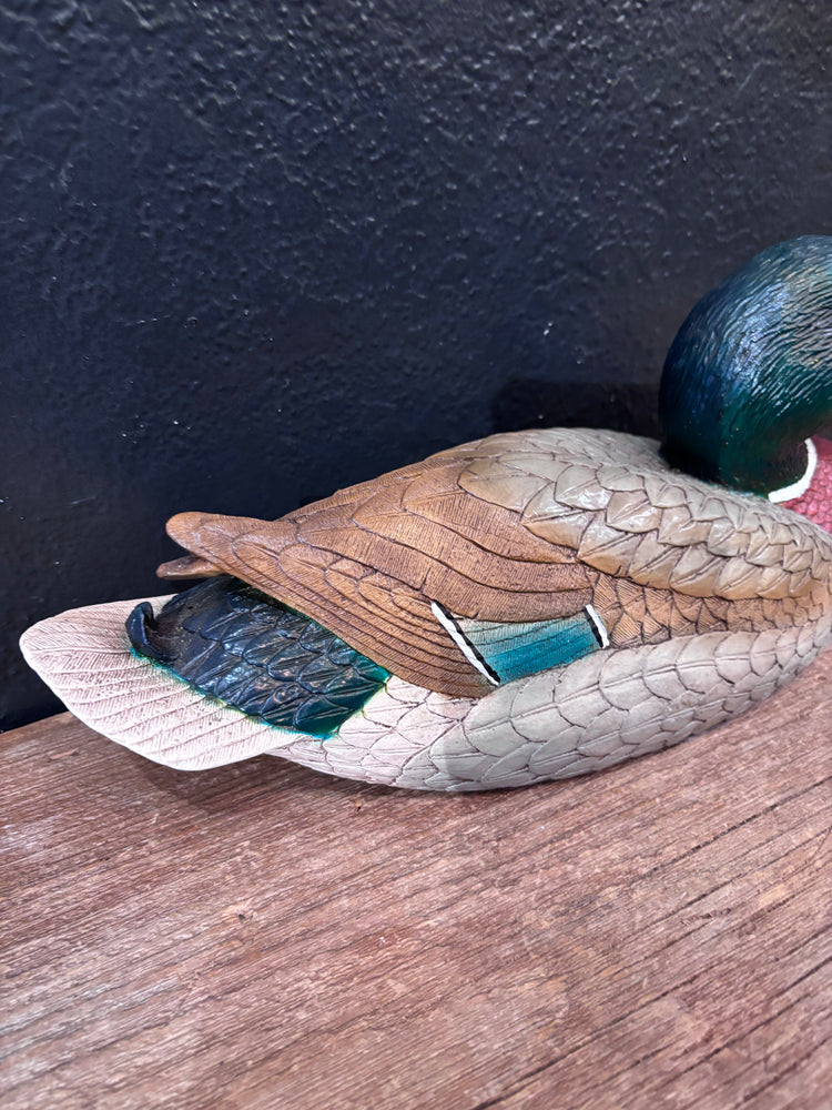 Mallard Duck