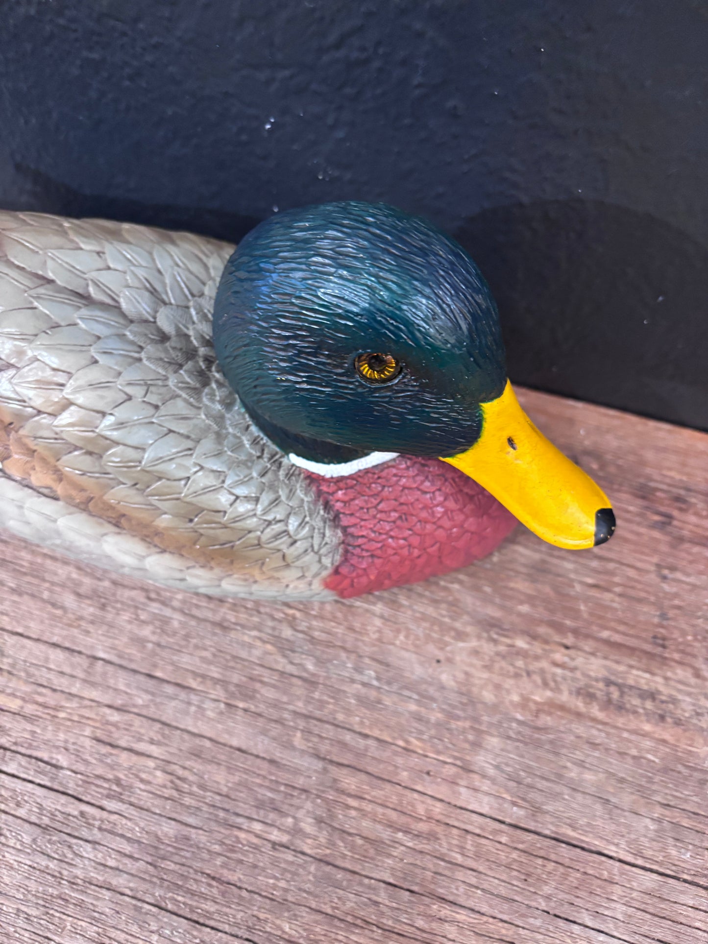 Mallard Duck