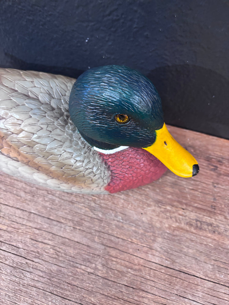 Mallard Duck