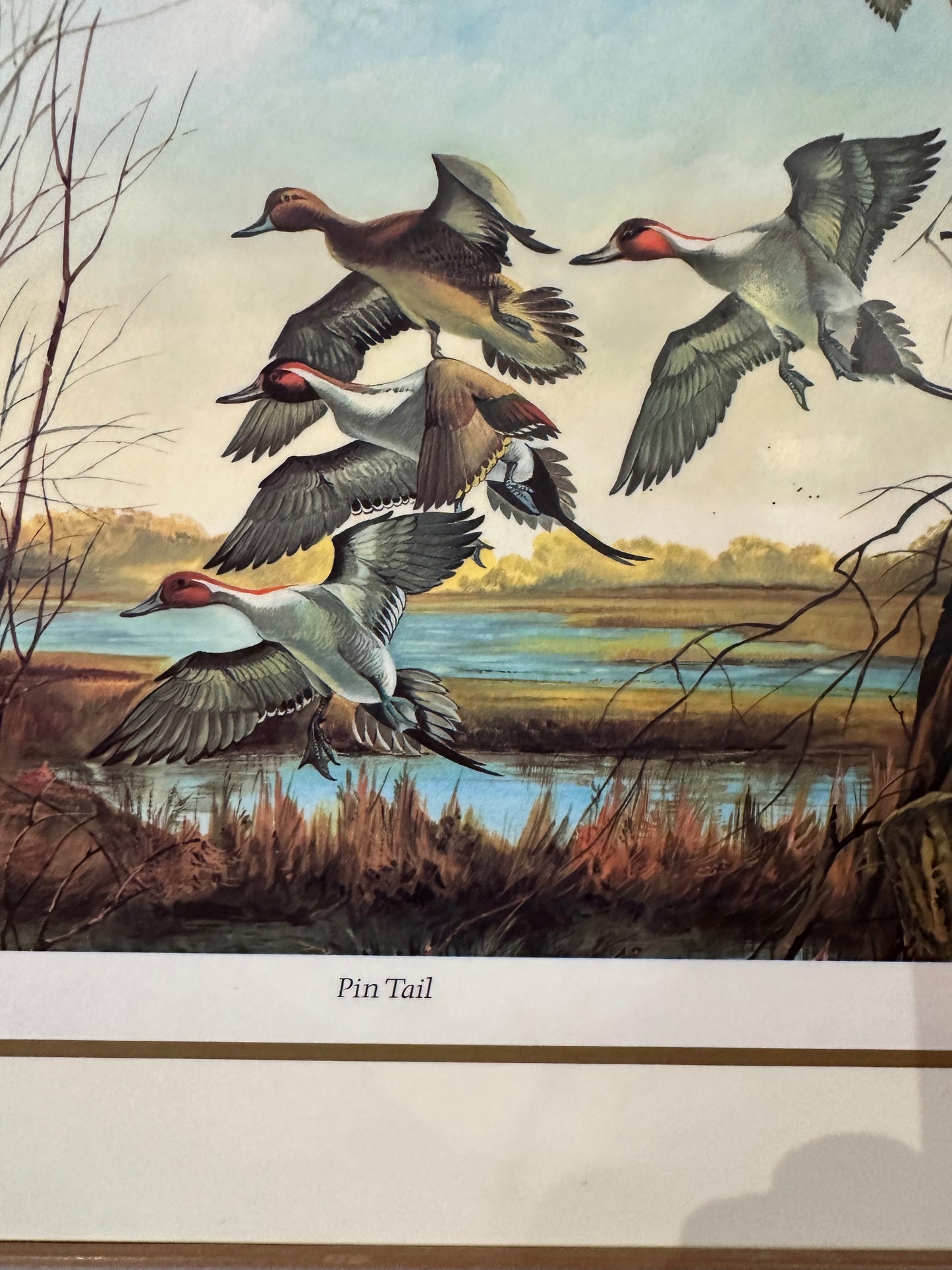 Vintage Pin Tail Duck Art