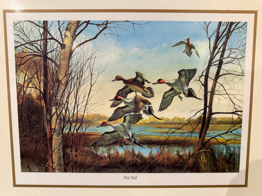 Vintage Pin Tail Duck Art