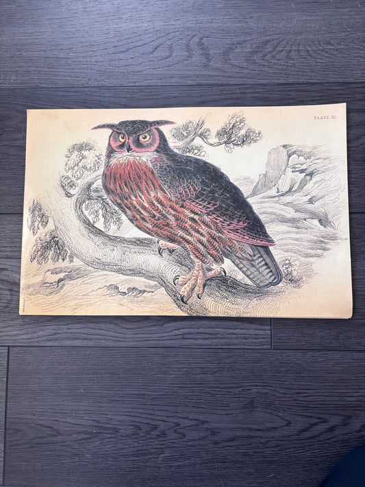 Laminated Hand Sketched Owl Print