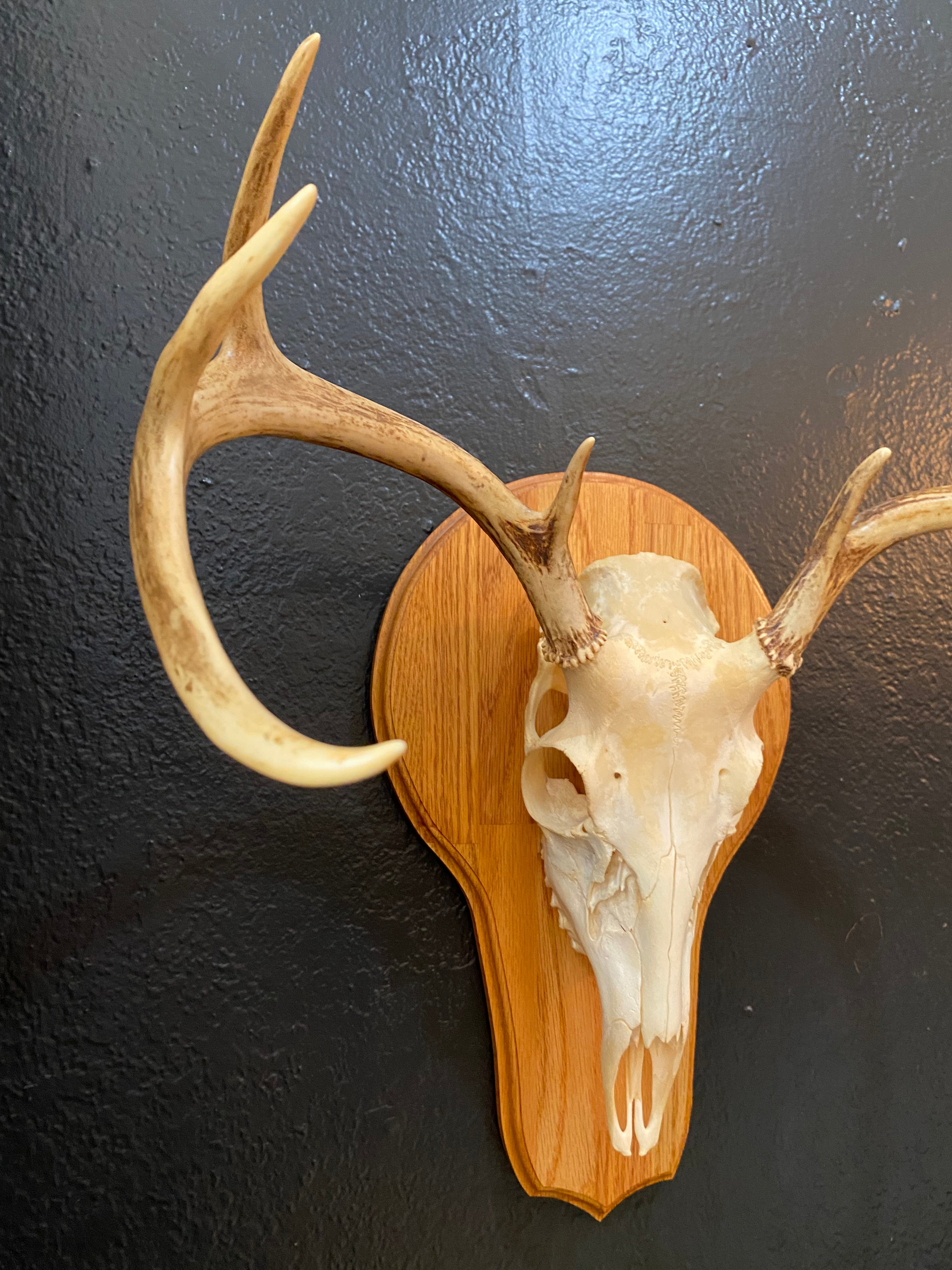 European Deer Skull Mount