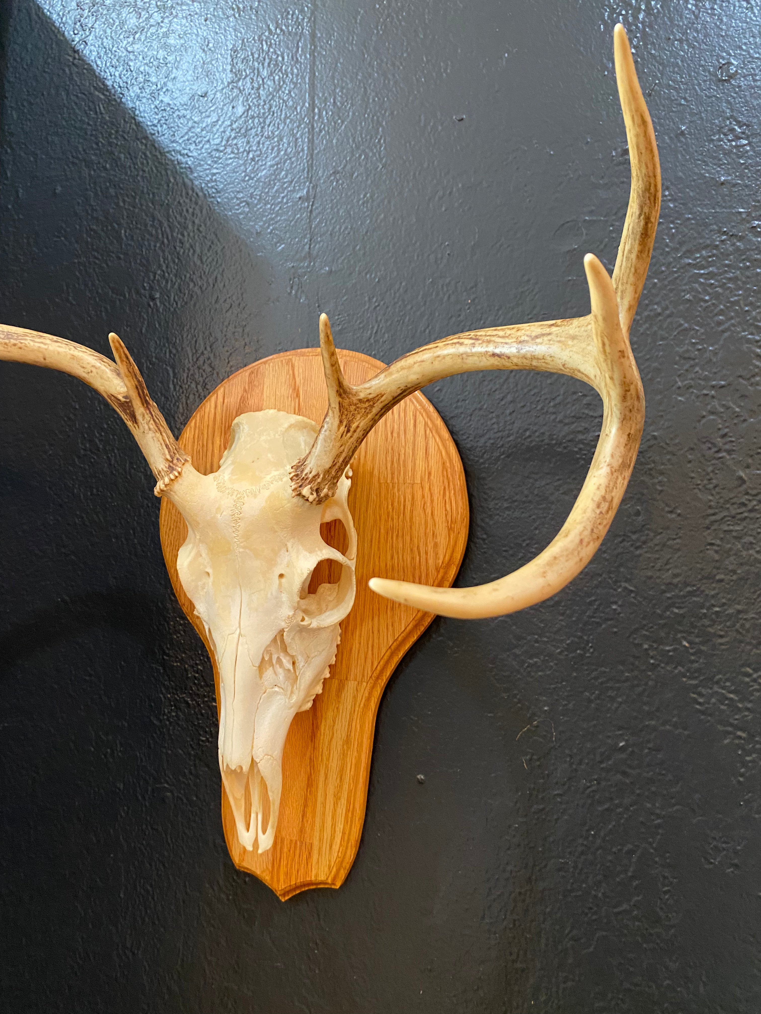 European Deer Skull Mount