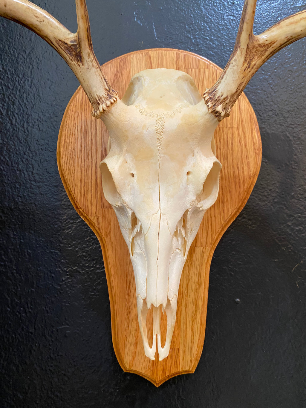 European Deer Skull Mount
