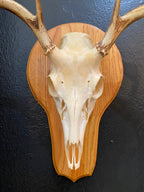 European Deer Skull Mount