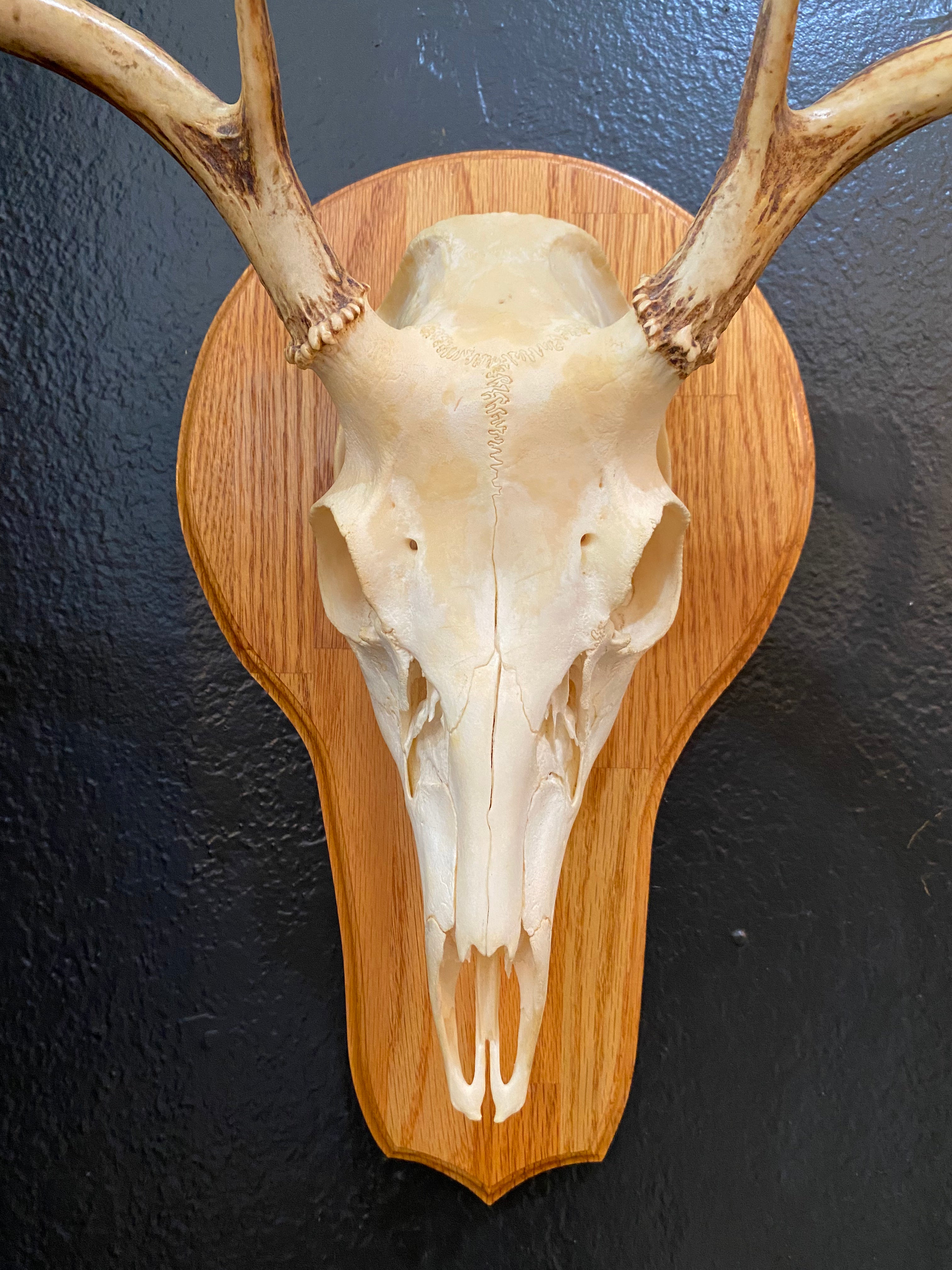 European Deer Skull Mount
