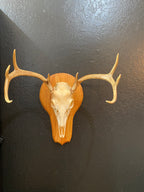 European Deer Skull Mount