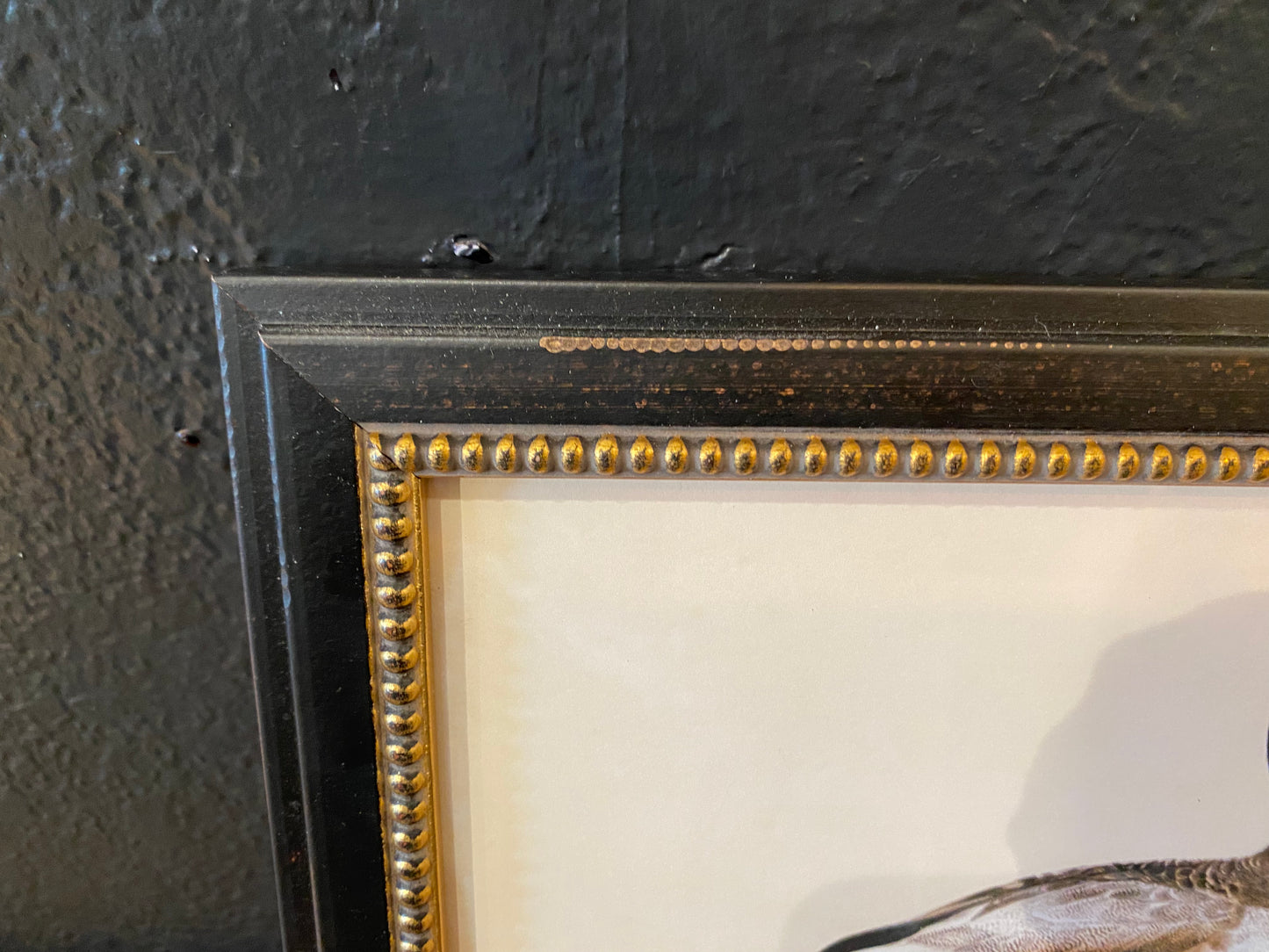 Framed Mallard Duck Illustration