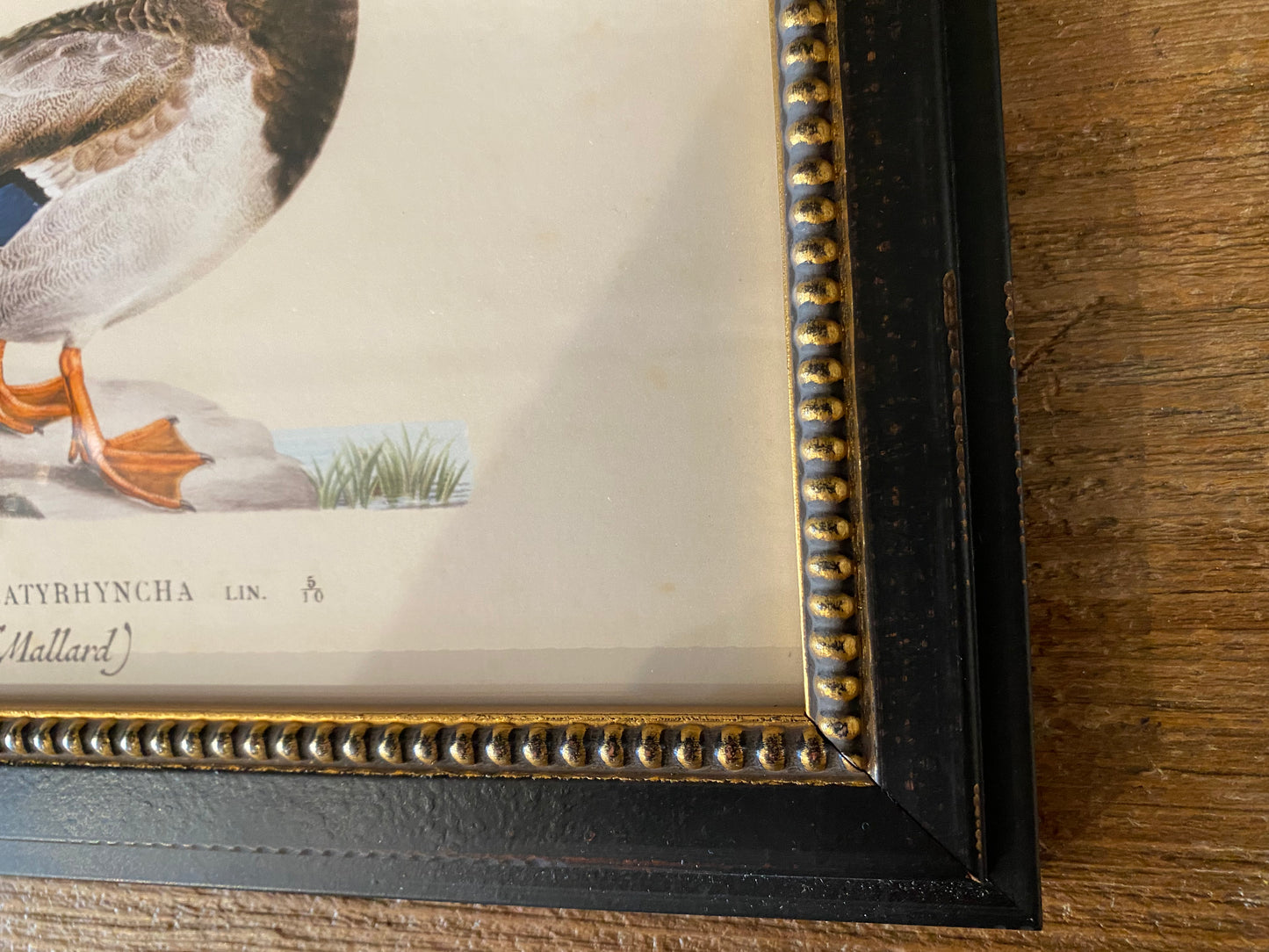 Framed Mallard Duck Illustration