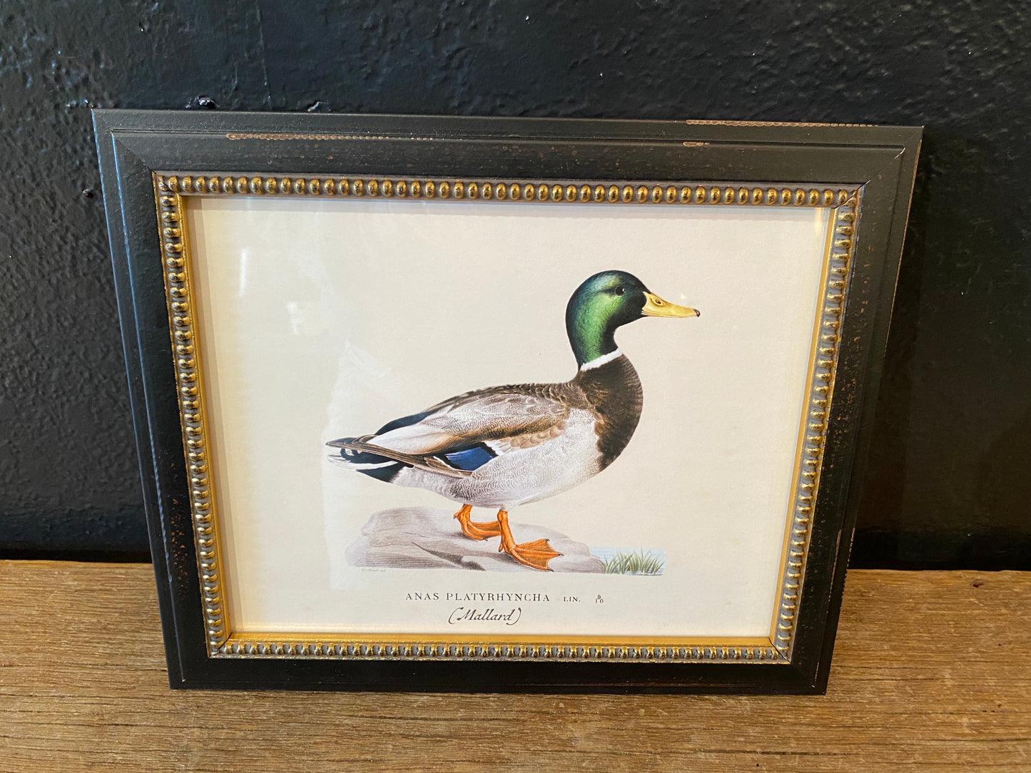 Framed Mallard Duck Illustration
