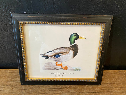 Framed Mallard Duck Illustration