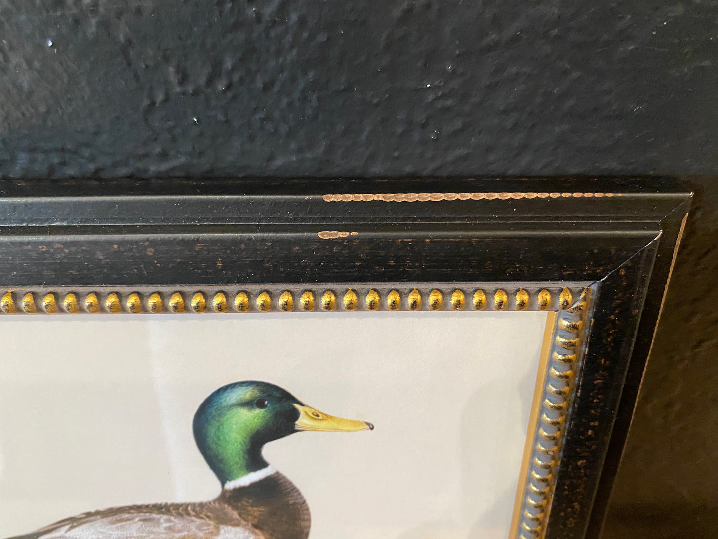 Framed Mallard Duck Illustration