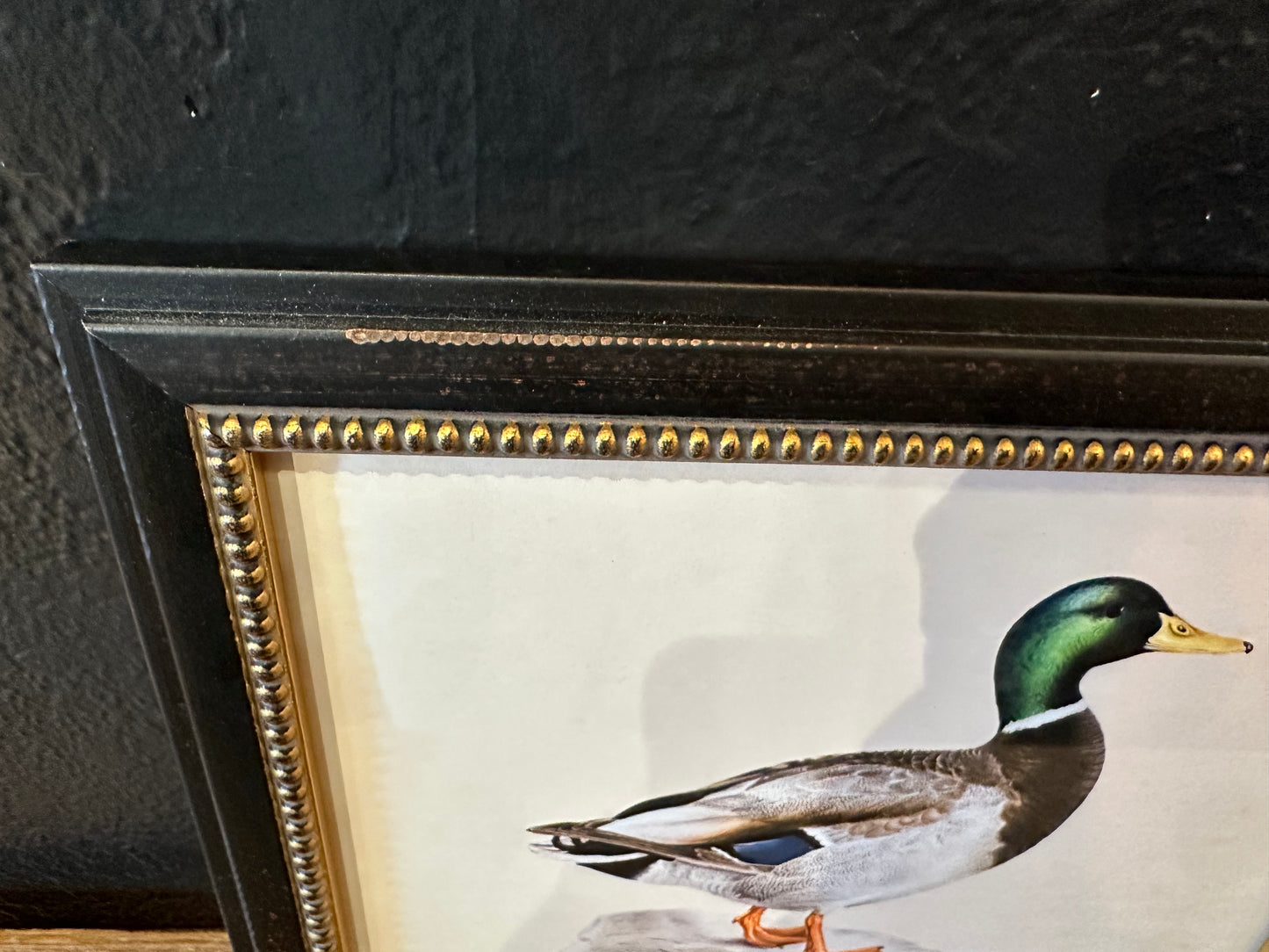 Framed Mallard Duck Illustration
