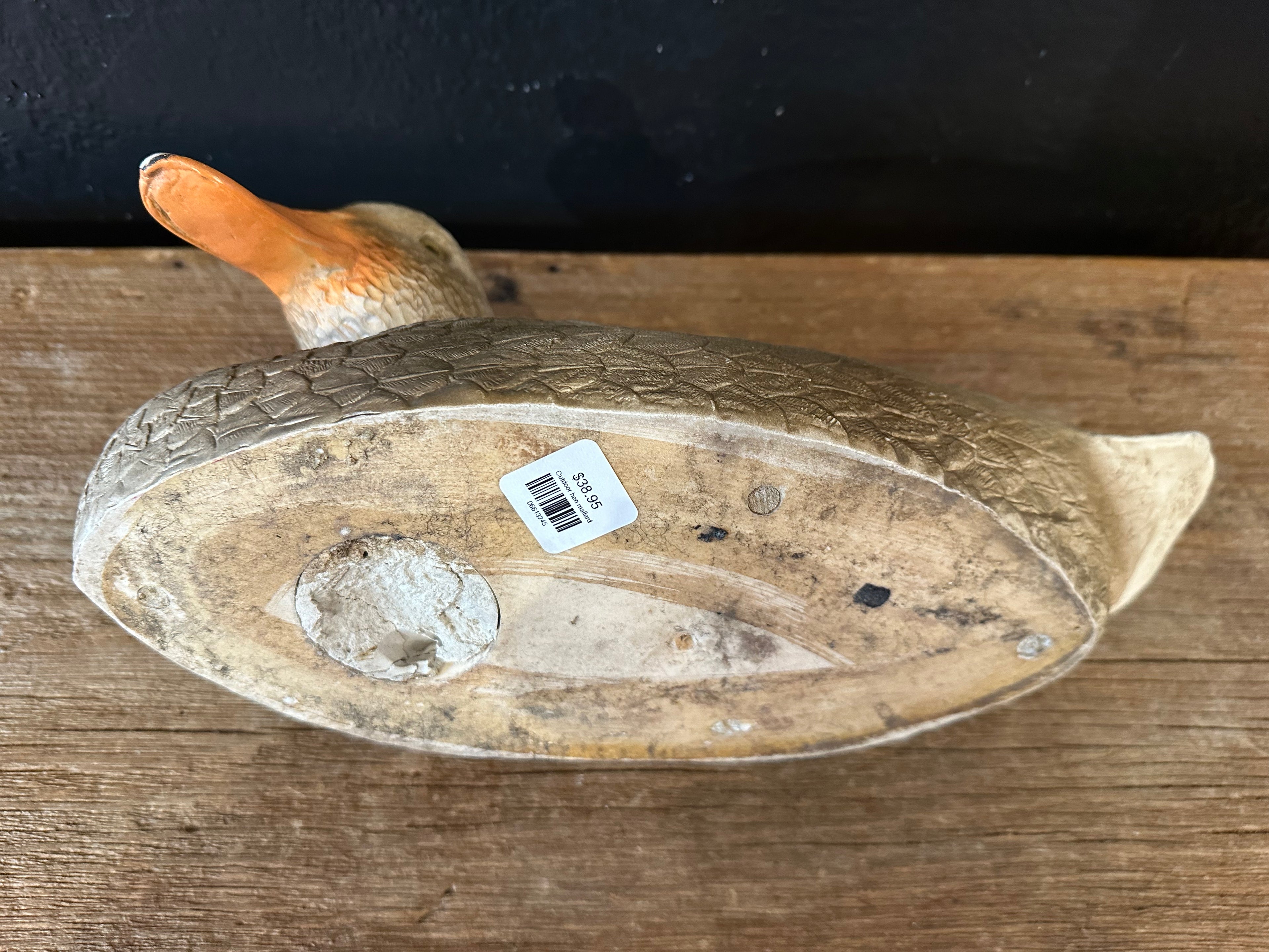 Outdoor Hen Mallard Duck