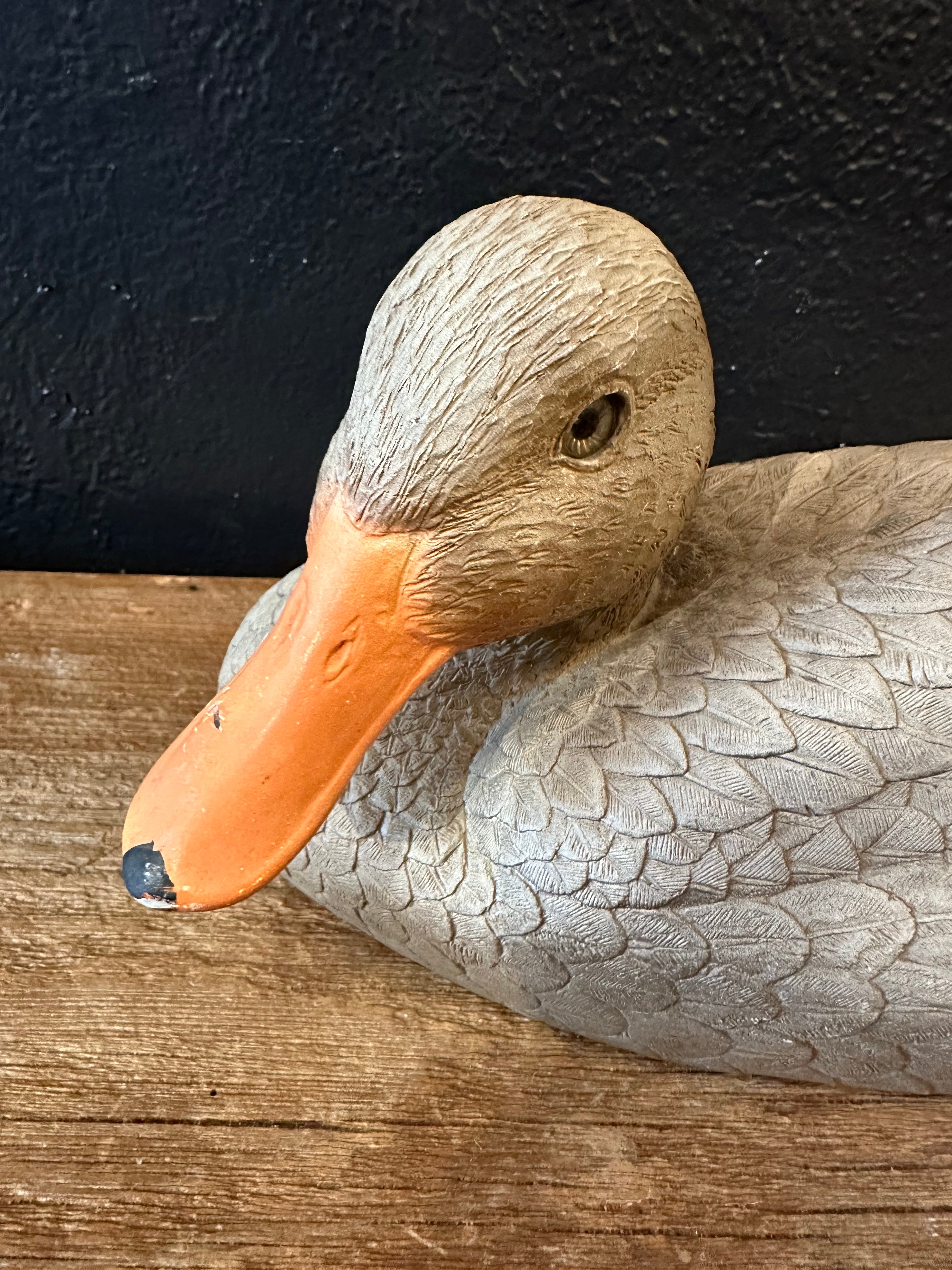 Outdoor Hen Mallard Duck