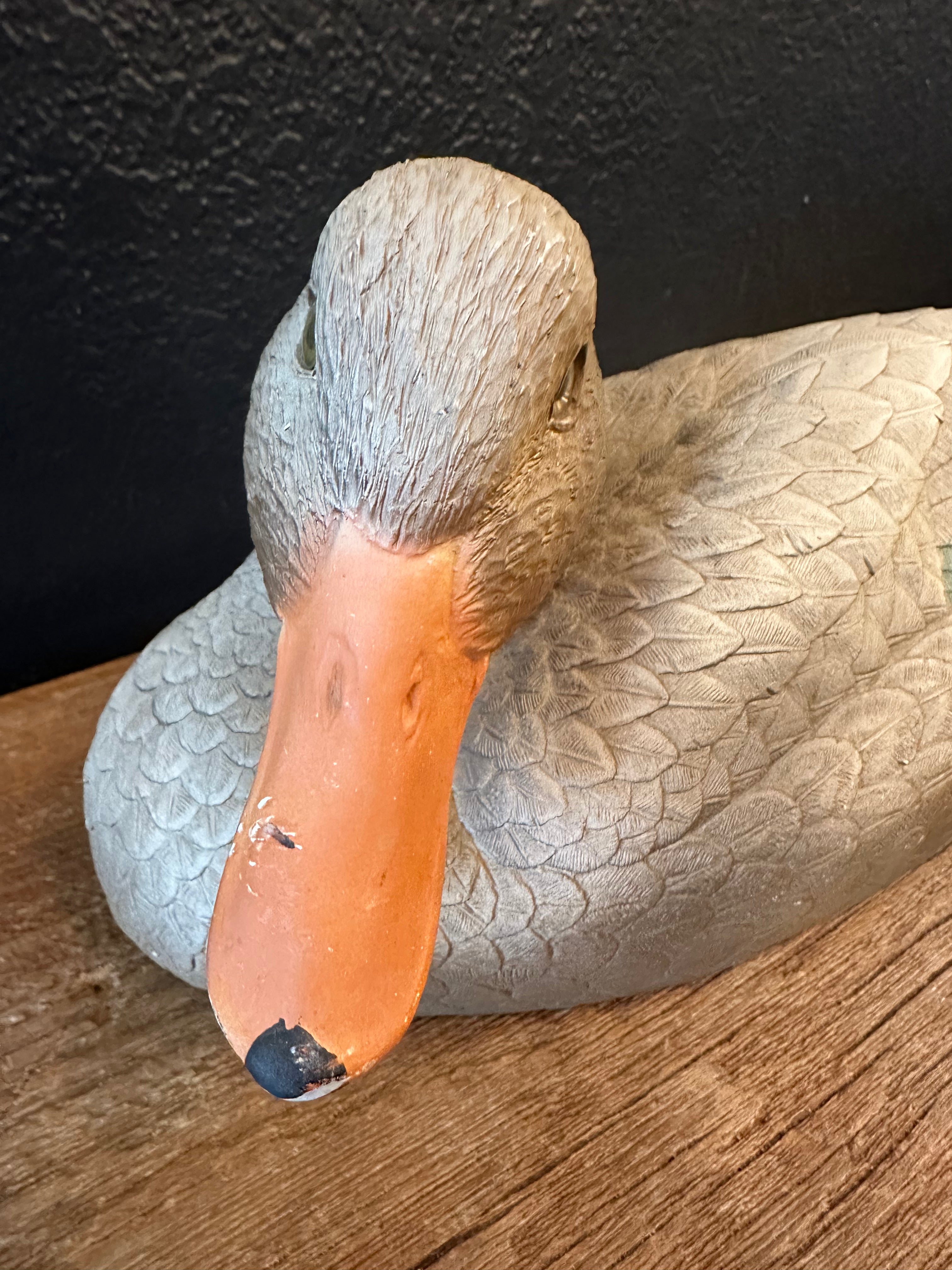 Outdoor Hen Mallard Duck