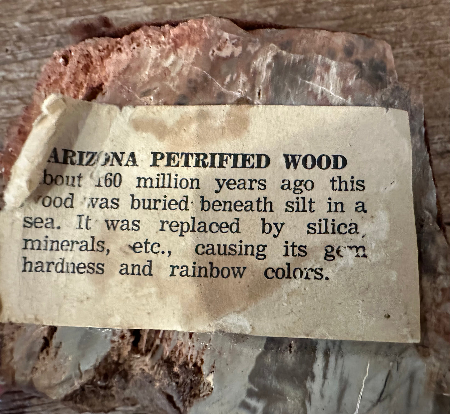 Petrified Rock From Arizona