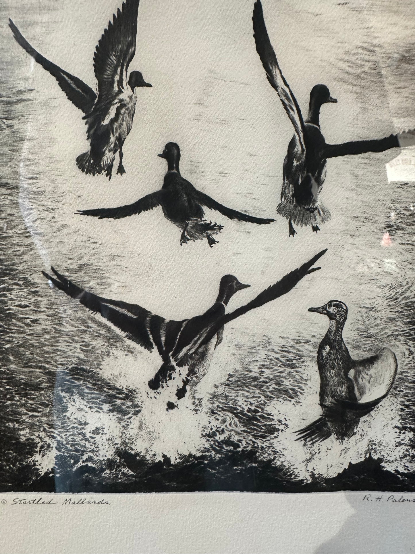 Etching Of Ducks Art