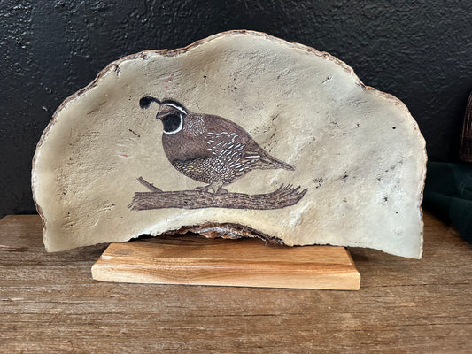 Hand Painted California Quail Artwork