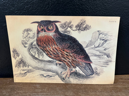Laminated Hand Sketched Owl Print