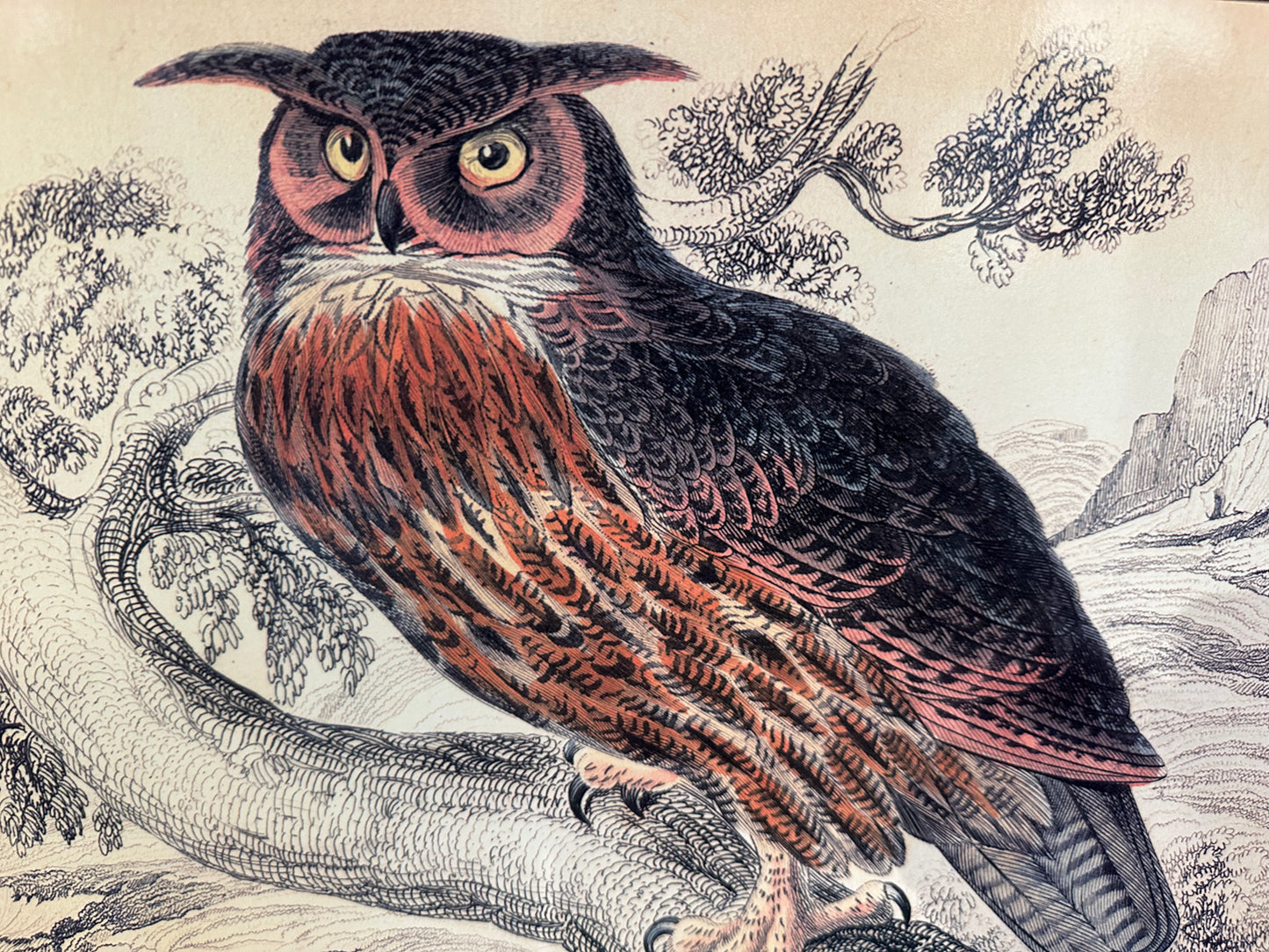 Laminated Hand Sketched Owl Print